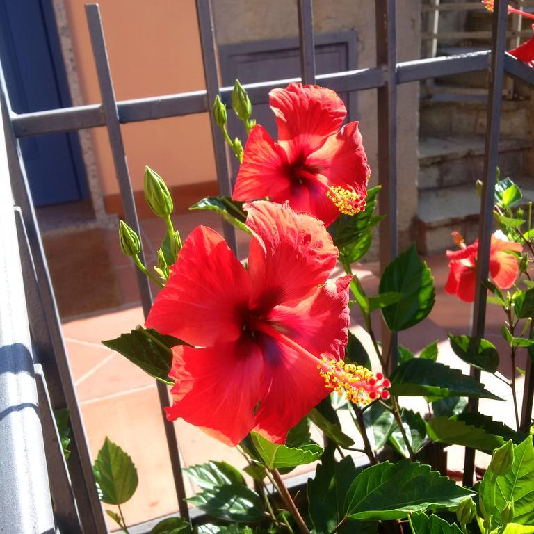 B&B La Mimosa Del Golfo Ospedaletti Zewnętrze zdjęcie